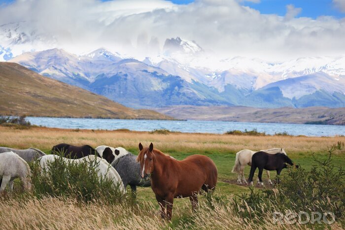 Papier peint  Animaux dans les montagnes