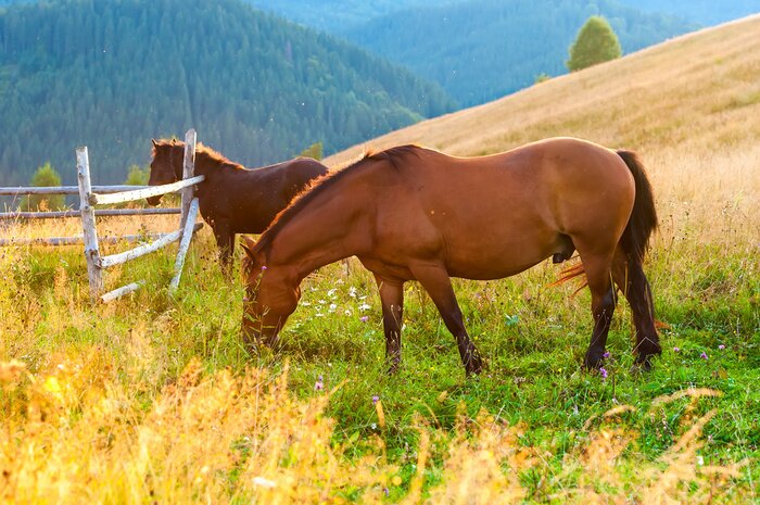 Papier peint  Animaux dans un paddock à la montagne
