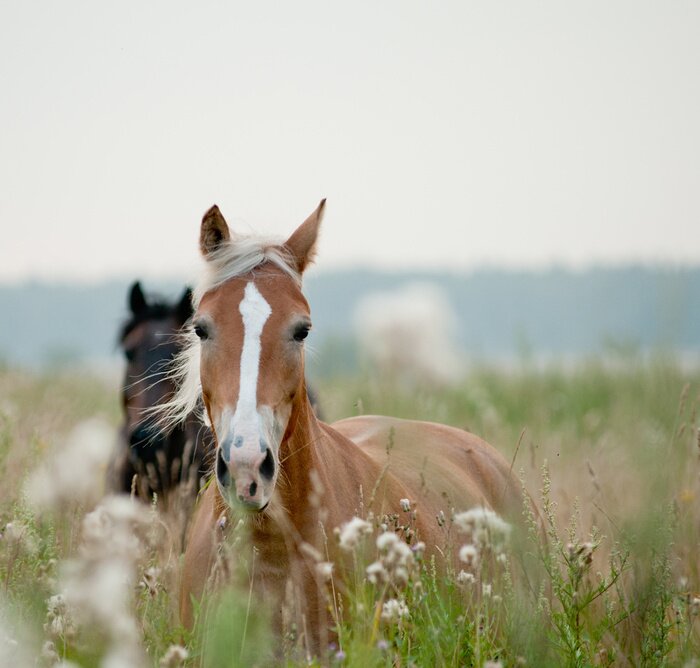 Papier peint  Animaux de la forêt dans la prairie