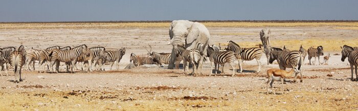 Papier peint  Animaux de safari par une chaude journée