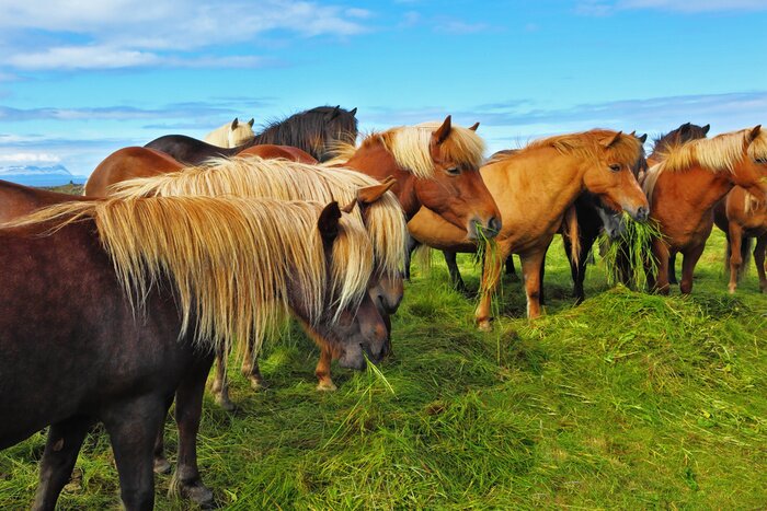 Papier peint  Animaux marron pâturage dans le pré