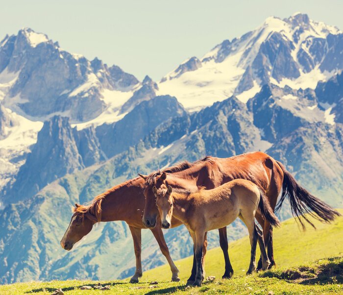 Papier peint  Animaux pâturage à la montagne