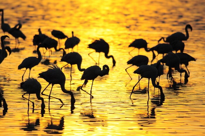 Papier peint  Animaux roses dans l'eau