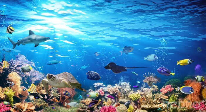 Papier peint  Animaux sous-marins au milieu d'un récif de corail