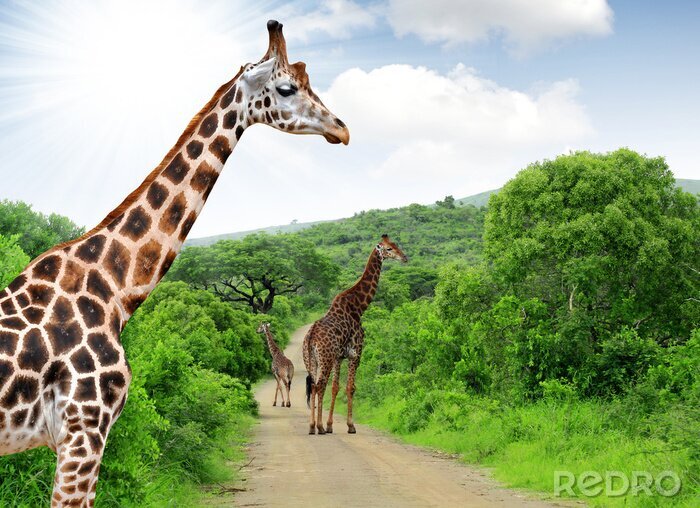 Papier peint  Animaux sur un chemin safari