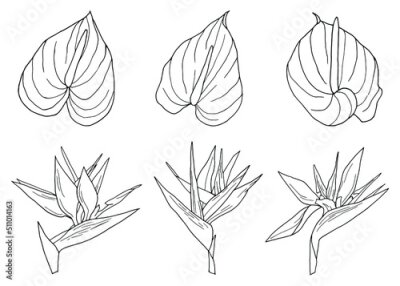 Papier peint  Anthurium flower graphic hand drawn illustrations set of line art tropical exotic strelitzia tropic floral elements for design