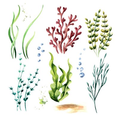 Papier peint  Aquarelle de plantes sous-marines