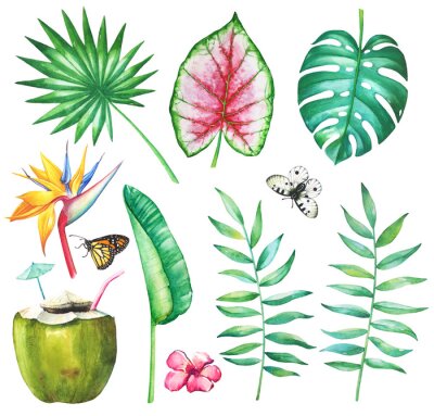 Papier peint  Aquarelle ensemble de palmier tropical, philodendron, coleus, strelitzia feuilles et fleurs, papillons apollo et monarque et cocktail de noix de coco avec de la paille sur fond blanc