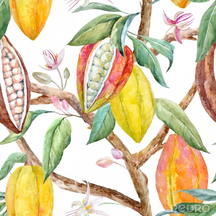 Papier peint  Aquarelle et fruits de cacaoyer