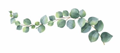 Papier peint  Aquarelle eucalyptus