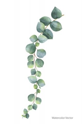 Sticker  Aquarelle eucalyptus