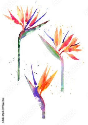 Papier peint  Aquarelle fleur Strelitzia