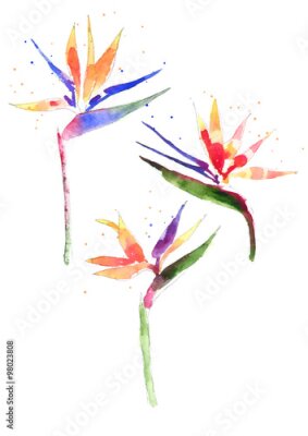 Papier peint  Aquarelle fleur Strelitzia