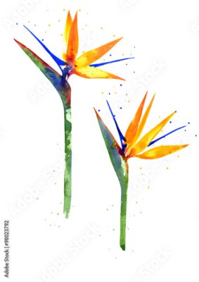 Papier peint  Aquarelle fleur Strelitzia