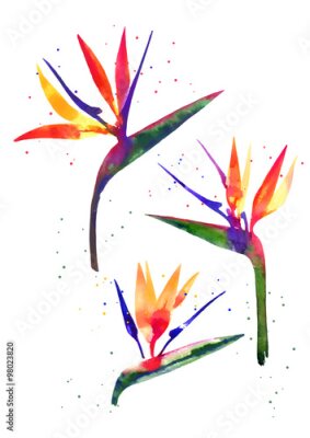 Papier peint  Aquarelle fleur Strelitzia