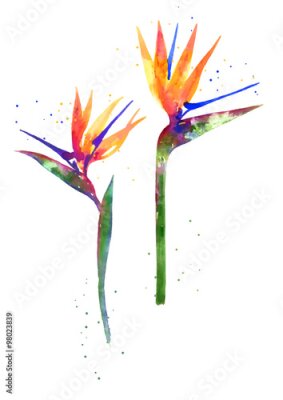 Papier peint  Aquarelle fleur Strelitzia