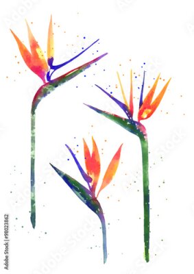 Papier peint  Aquarelle fleur Strelitzia