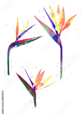 Papier peint  Aquarelle fleur Strelitzia