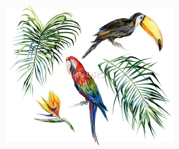 Papier peint  Aquarelle illustration de feuilles tropicales, jungle dense. Toucan bird and scarlet macaw parrot.Strelitzia reginae flower. Peinte à la main. Bannière avec motifs tropicaux pour l'été. Feuilles de pa
