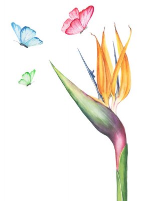 Papier peint  Aquarelle illustration de fleur strelitzia reginae (oiseau de paradis) isolé sur blanc. Plante tropicale et exotique
