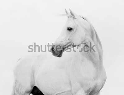 Papier peint  Arab horse in high key