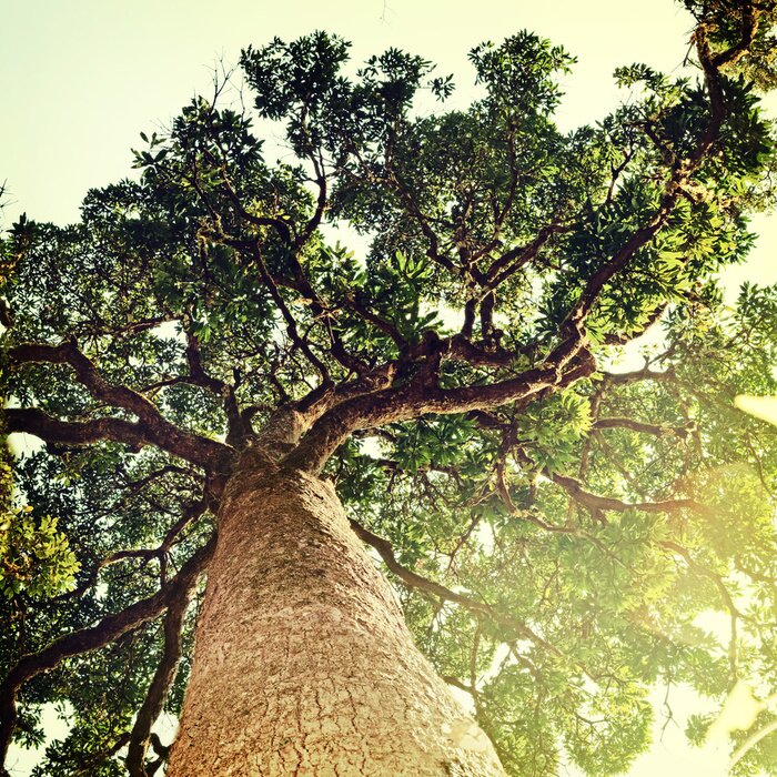 Papier peint  arbre 3D contre le ciel