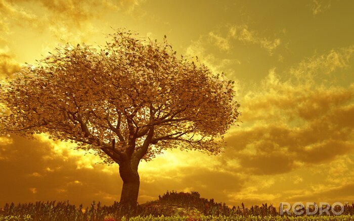 Papier peint  Arbre au coucher du soleil