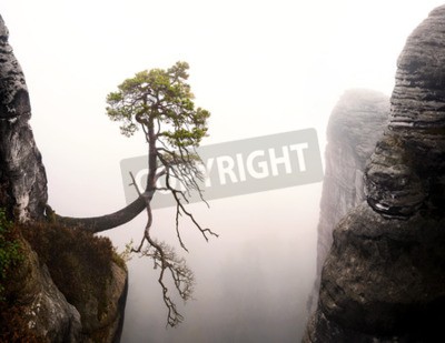 Papier peint  Arbre au-dessus d'une falaise