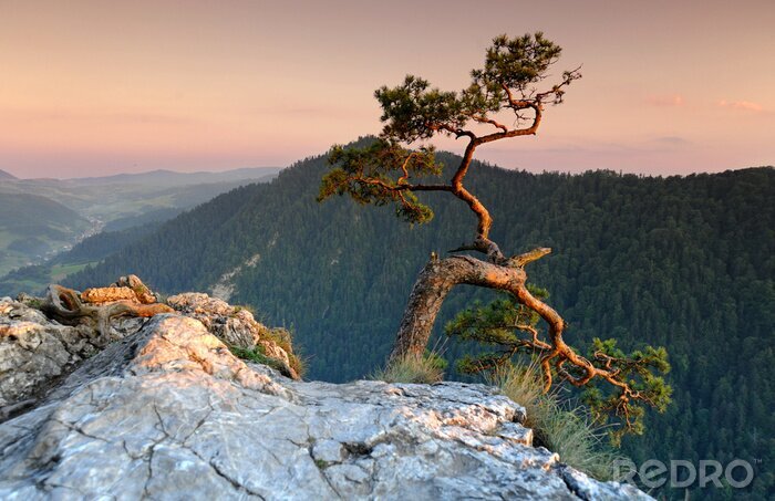 Papier peint  Arbre au sommet de la montagne