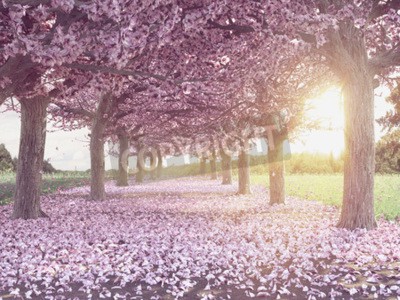 Papier peint  Arbre avec des fleurs roses