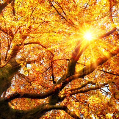 Papier peint  Arbre d'automne et soleil
