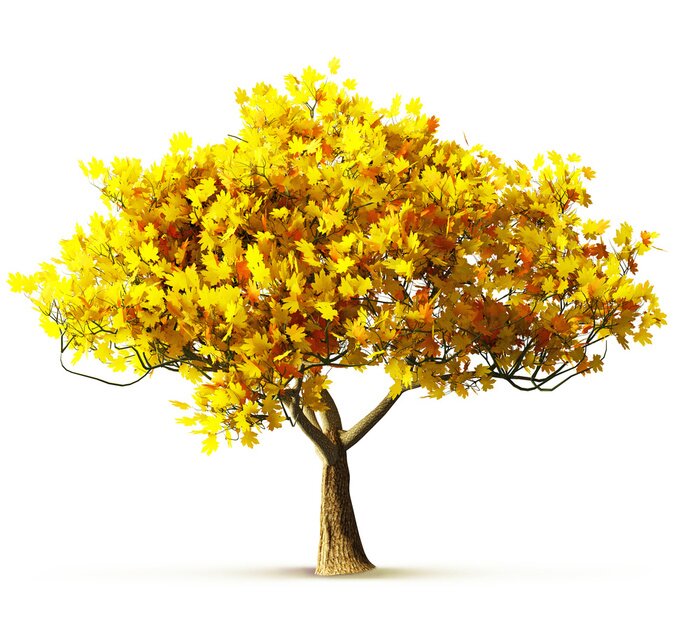 Papier peint  Arbre d'automne sur fond blanc