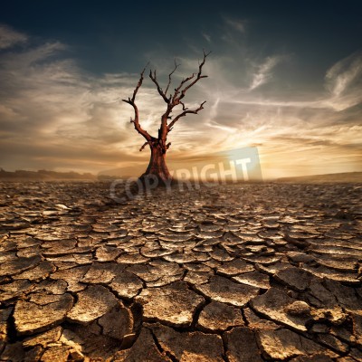Papier peint  Arbre dans le désert