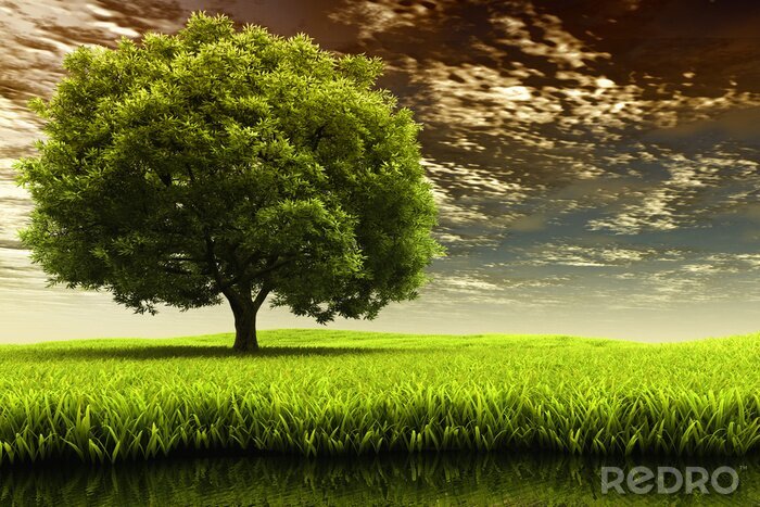 Papier peint  Arbre dans un champ