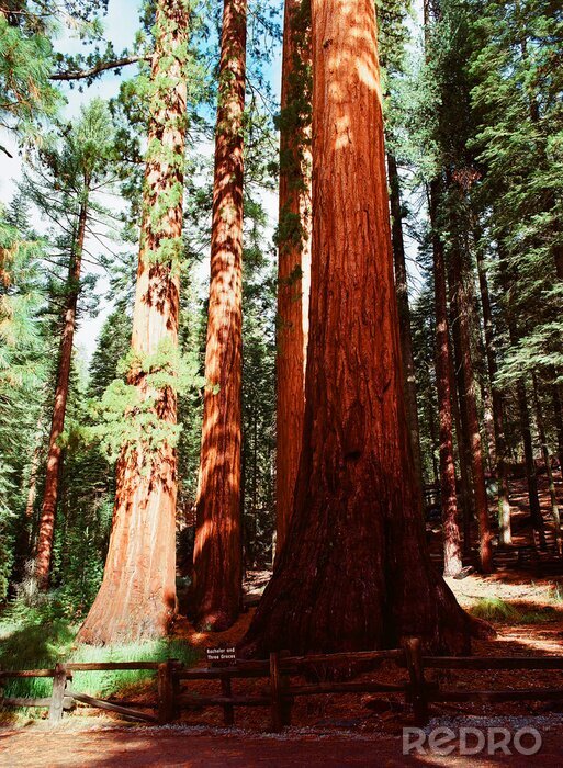 Papier peint  Arbre dans une forêt de conifères