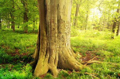 Papier peint  Arbre dans une forêt verte par une journée ensoleillée