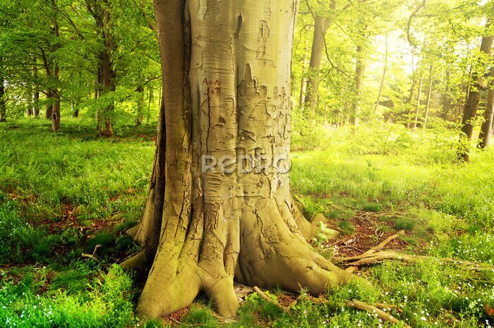 Papier peint  Arbre dans une forêt verte par une journée ensoleillée