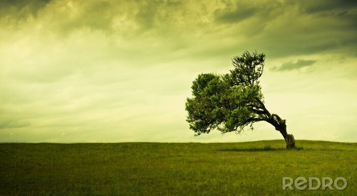 Papier peint  Arbre de la nature sur fond de nuages