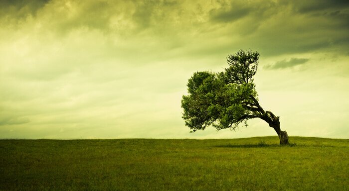 Papier peint  Arbre de la nature sur fond de nuages