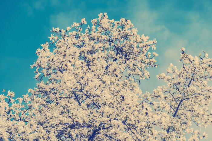 Papier peint  Arbre de magnolia aux couleurs rétro