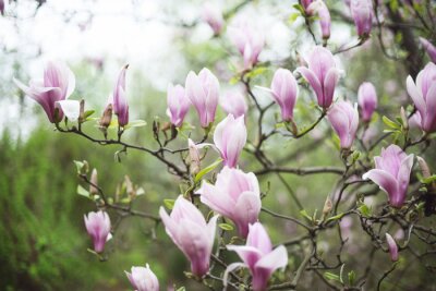 Arbre de magnolia couleur lilas
