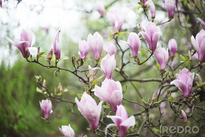 Papier peint  Arbre de magnolia couleur lilas