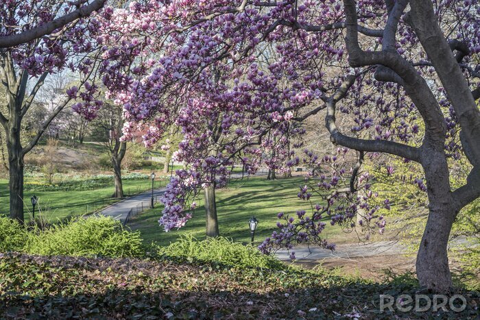 Papier peint  Arbre de magnolia dans le parc