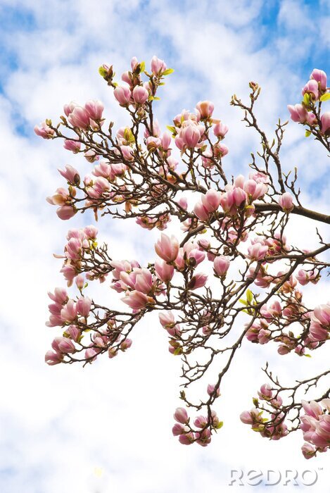 Papier peint  Arbre de magnolia sur fond de nuages