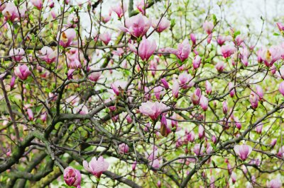 Arbre de magnolia sur fond de plantes