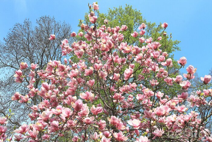 Papier peint  Arbre de magnolia sur le ciel