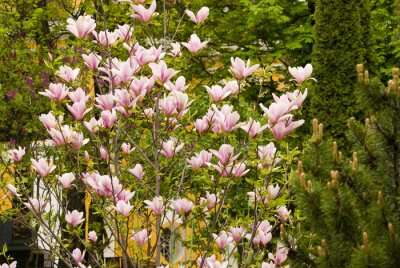 Papier peint  Arbre de magnolias dans le jardin