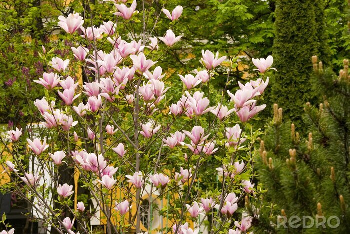 Papier peint  Arbre de magnolias dans le jardin