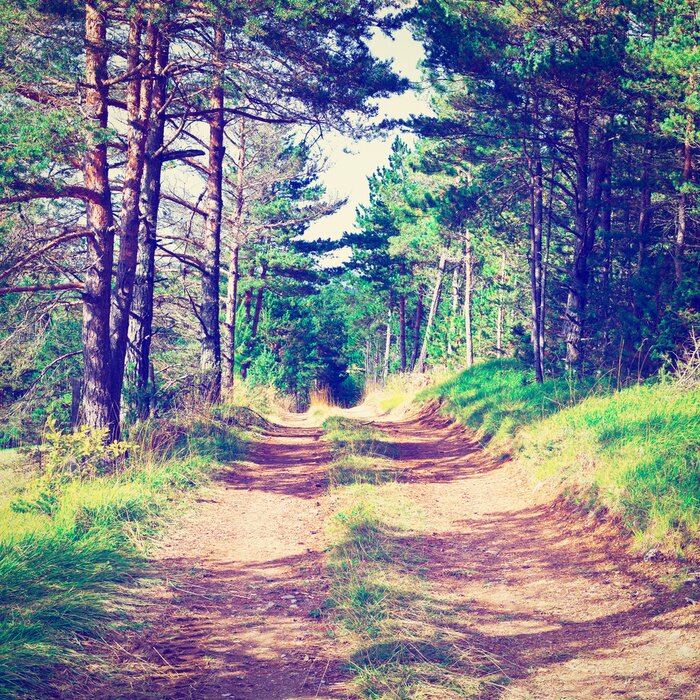 Papier peint  Arbre de style vintage