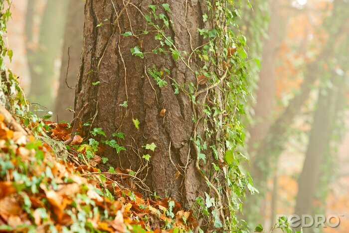 Papier peint  Arbre envahi par une plante